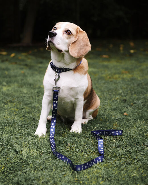 Spurs Pet Navy Collar & Lead Set