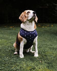 Spurs Navy Pet Harness